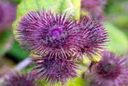 Lesser Burdock - Thistle Like Flowers