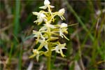 Lesser Butterfly Orchid - Western Isles