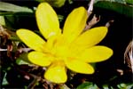 Lesser Celandine