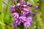 Ling Heather