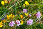 Machair - Carpets of Wildflowers