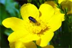 Marsh Marigold