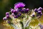 Marsh Thistles