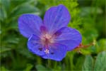 Meadowsfoot Cranesbill