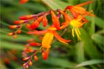 Montbretia