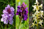 Orchids - Western Isles