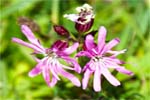Ragged Robin - Western Isles