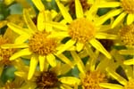 Ragwort-Yellow Wildflowers - Hebrides