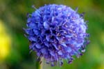 Scabious - Hebrides Wildflowers