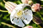 Sea Campion
