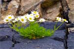 Sea Mayweed - Western Isles