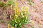 Sea Plantain - Western Isles