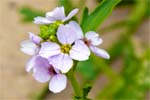 Sea Rocket - Western Isles