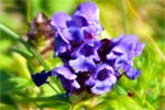 Self Heal - Prunella - Hebrides Wildflowers
