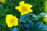 Silverweed - Hebrides Wildflowers