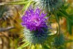 Spear  Thistles