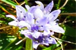 Spring Squill