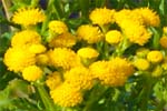 Tansy