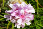 Thrift - Western Isles Wildflowers