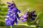 Tufted Vetch