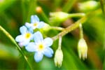 Water Forget Me Nots