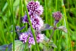 Water Mint Isle of Harris wildflowers