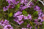 Wild Thyme