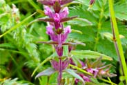 Red Bartsia - Hebrides Wildflowers