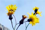 Hawkweed