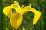 Yellow Flag Iris