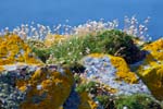 Lichens