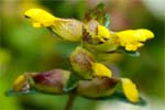 Yellow Rattle