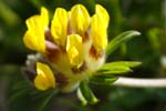 Kidney Vetch