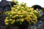 Honeysuckle