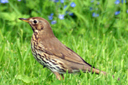 Song Thrush  - Stornoway Castle Grounds