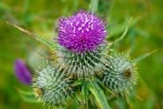 Spear Thistles - Pink Hebrides Flowers