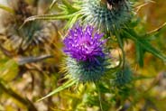Pink Spear Thistle - Western Isles Flora