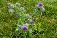 Spear Thistles -  Hebridean Wildflowers - Western Isles Flora