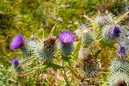 Spear Thistles - Pink Hebrides Flowers