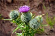 Spear Thistles - Pink Hebrides Flowers