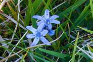 Spring Squill - Western Isles Flora