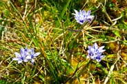 Wildflowers - Spring Squill - Hebrides Flowers