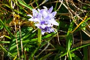 Spring Squill -  Hebridean Wildflowers - Western Isles Flora