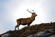 Red Deer Stag - Western Isles Wildlife Sightings