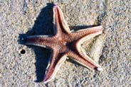 Starfish - Luskentyre Beach - Hebrides Photographs