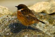 Stonechat - Isle of Harris Birds - Western Isles
