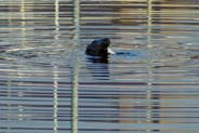 Stornoway Harbour  Seal- Hebrides Photos