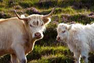 Highland cows - Western Isles