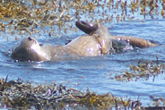 Otter  at Flodabay May 2010 - Isle of Harris 