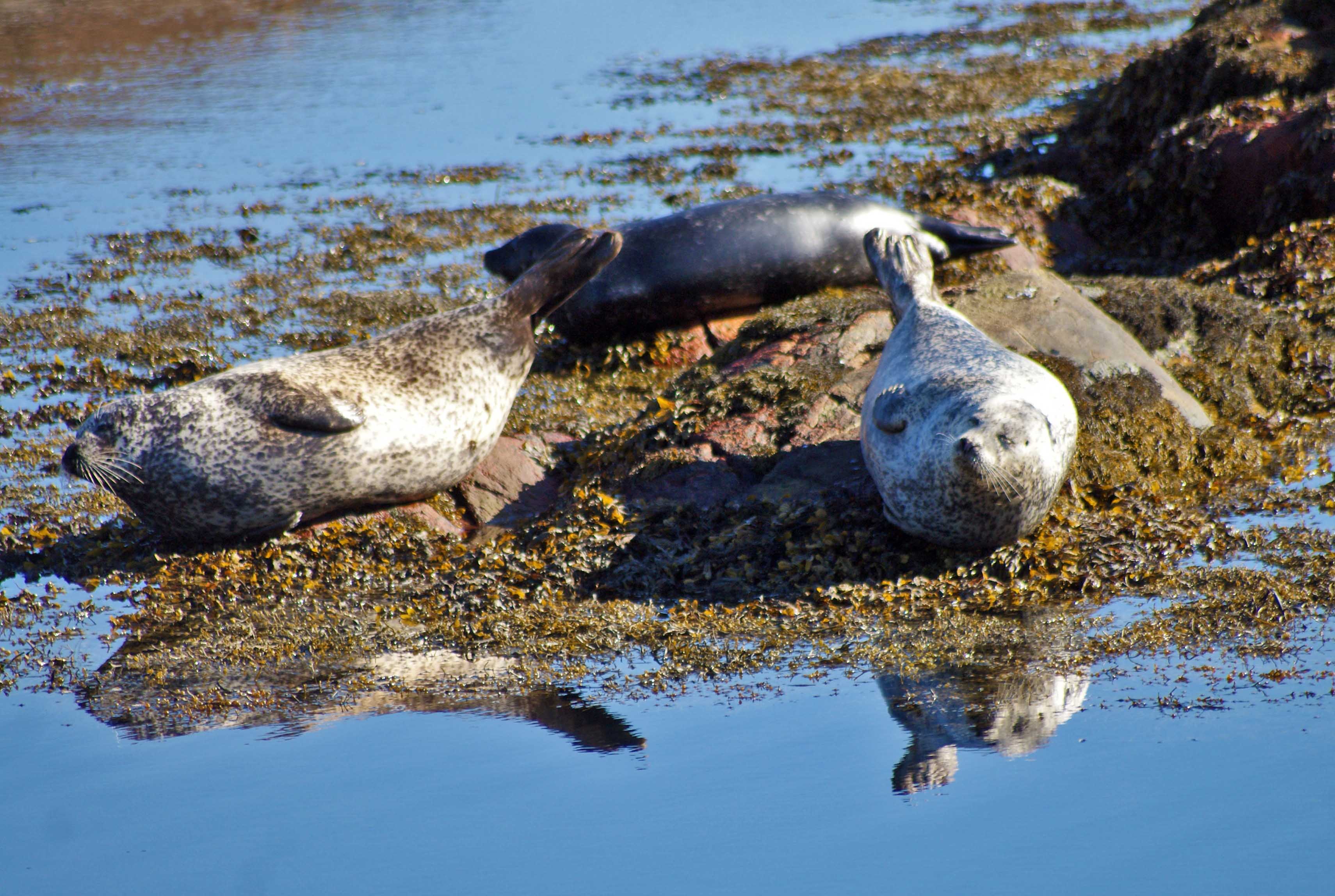 Three Seals- Hebrides Photos